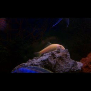 Meet your Posher, Catherine